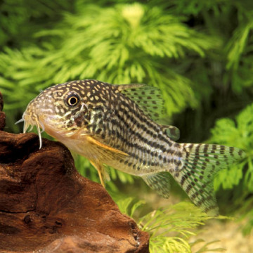 Corydoras sterbaï
